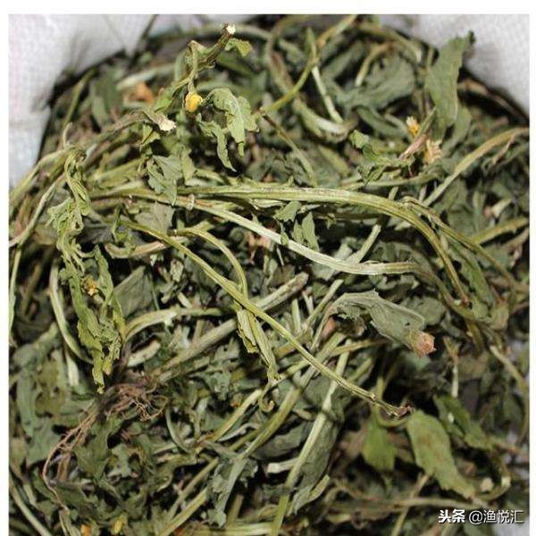 茵陈钓鱼中药搭配,茵陈诱鱼实测