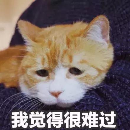 猫咪大了还容易感染猫瘟吗,猫咪不外出被抓伤会得狂犬病吗