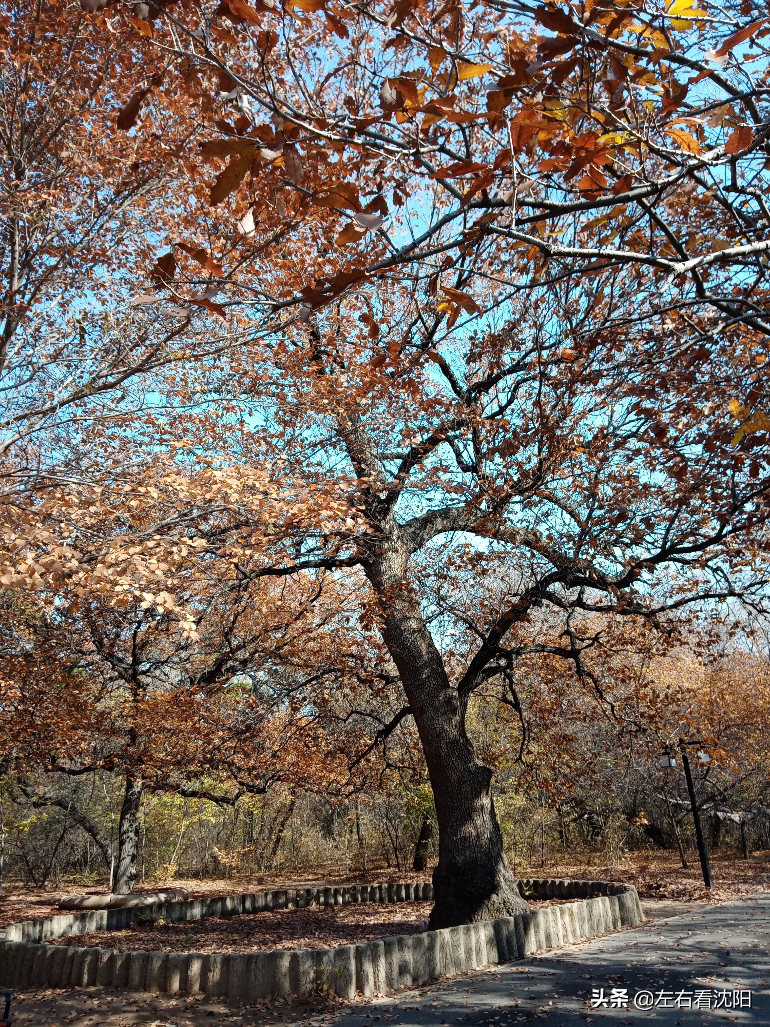 秋季沈阳北陵公园有啥好玩的,漫步沈阳北陵公园湖水边