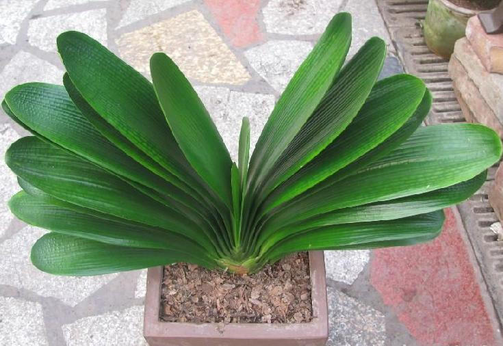 购买优质君子兰小苗,买纯红色君子兰