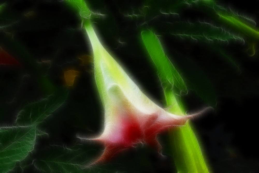 曼陀罗-植物界的美杜莎，她可以随意观赏，但请勿展现吃货本性