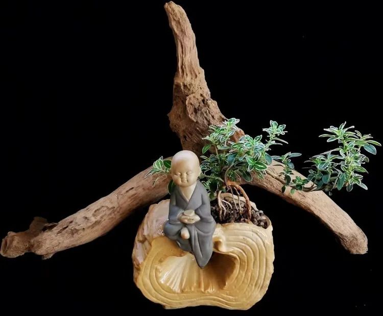 一盆仙人掌和一盆月季的故事,一个多肉的故事