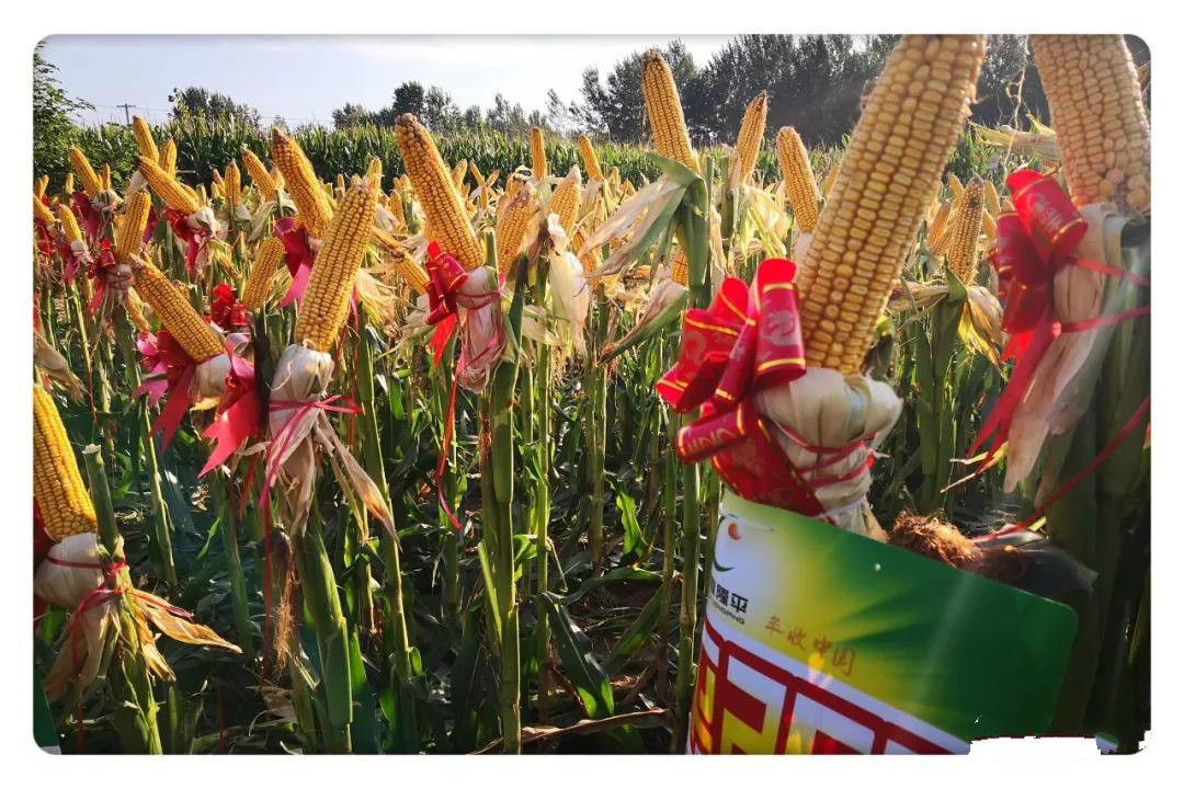 棒大优质高产,玉米品种超级大棒王