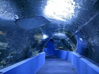 海底世界搬到自己家,海底世界聊城入园