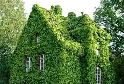 夏天可以爬墙的花,什么花爬墙一年四季都有适合房内