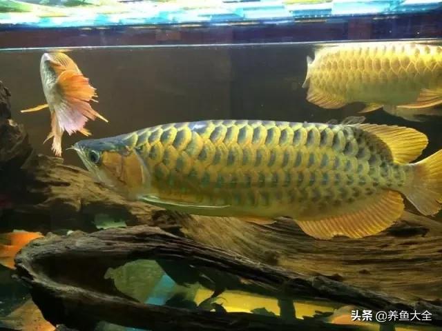 马来西亚养殖金龙鱼,养金龙鱼马来西亚