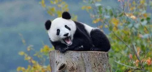 大熊猫最爱吃的竹子是什么竹子,大熊猫为什么吃竹子不伤嘴