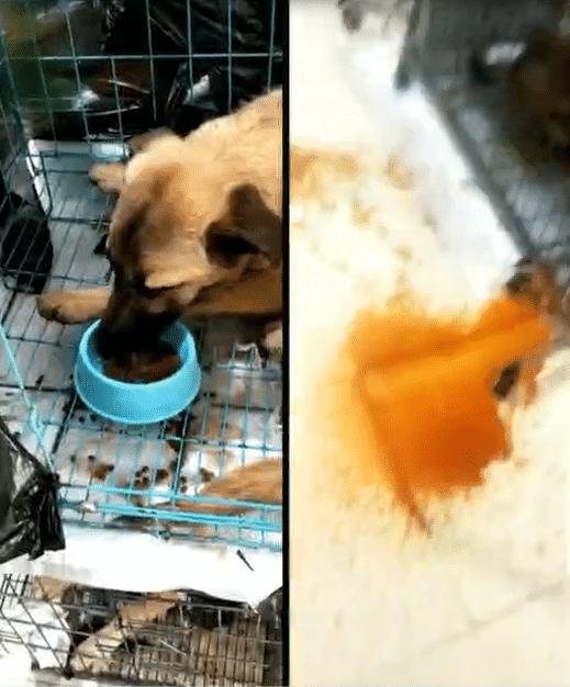 犬细小病毒的临床症状,犬细小病毒诊断方法