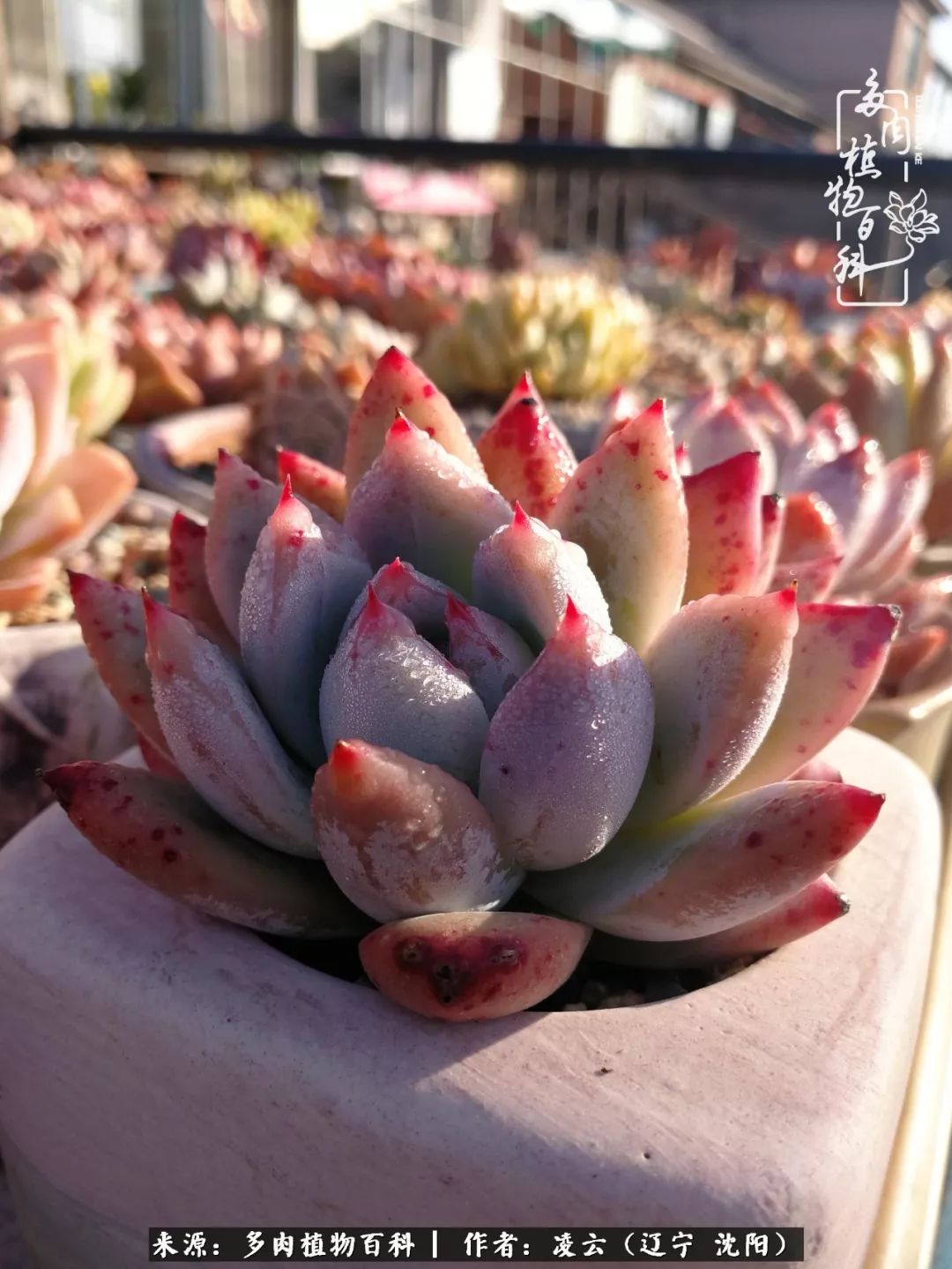 秋闲赏多肉,话育儿,亲生的自家娃,总有一刻让你怦然心动