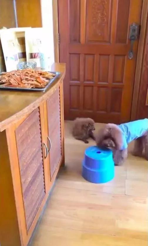 吉娃娃被气坏的视频,吉娃娃被气坏视频