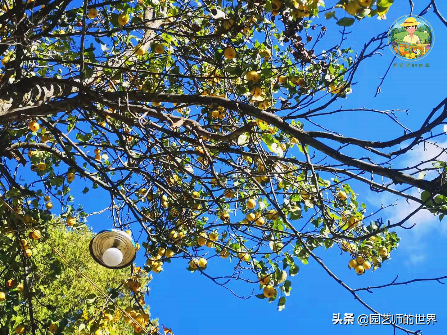 夏季草莓还能开花结果吗,草莓夏季高产
