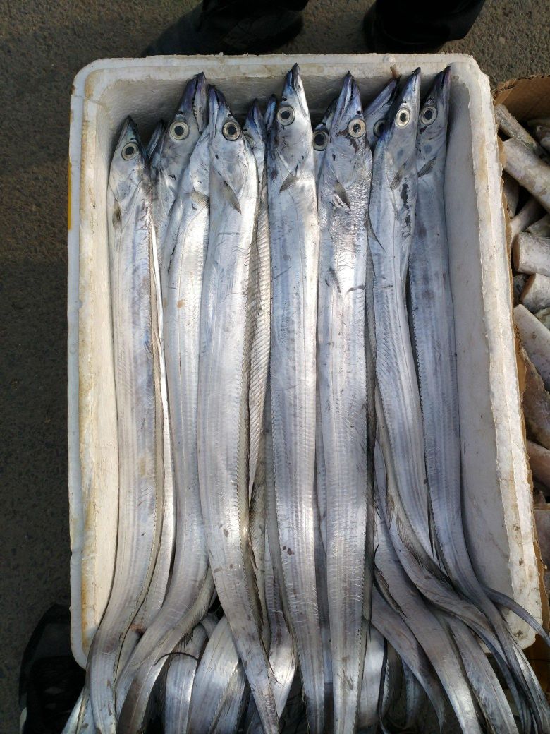 渤海湾野生海鲜图片,渤海湾海鲜为什么好