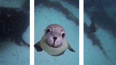 学会了裸眼3D在PPT中的运用，涨薪速度跑车都跟不上