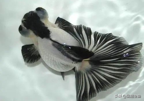 最有特色的金鱼,传统老三样金鱼