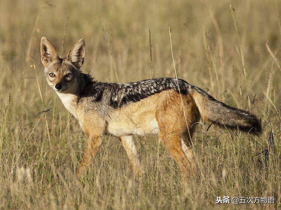 哪些动物没有生殖隔离,关于犬科动物生殖隔离