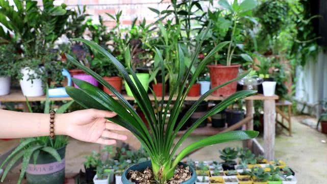 喜欢养君子兰的男人,家庭养君子兰