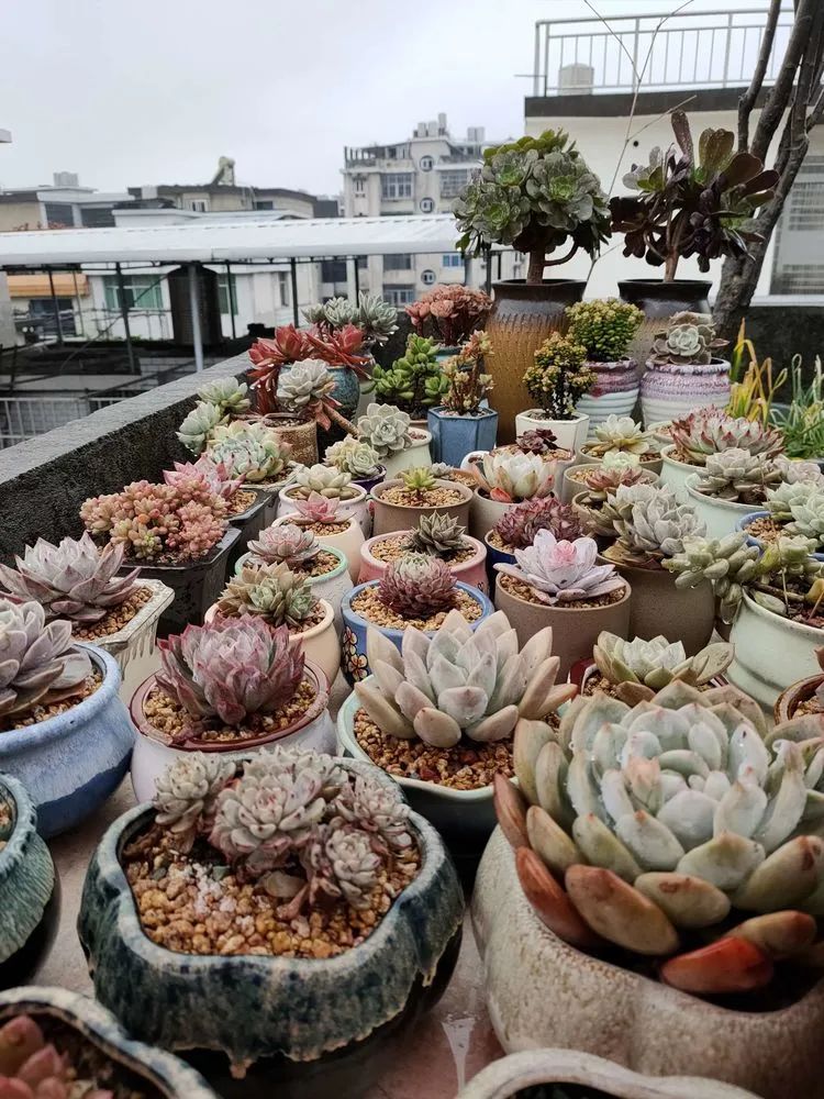 疫情期间在家欣赏多肉,疫情期间被多肉治愈
