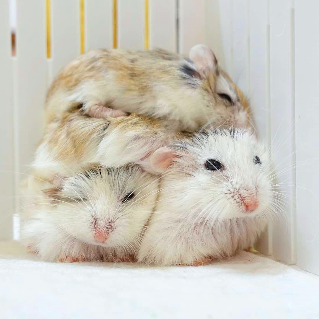 浠撻紶瀵归紶瀹濆疂涓嬫墜,浠撻紶鍜岄紶瀹濆疂鎵撴灦