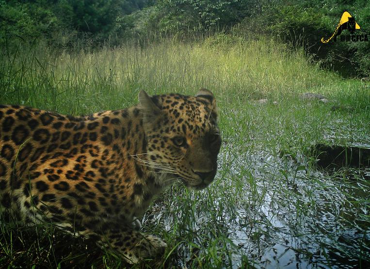 豹的所有亚种,世界上最强大的豹是哪一种豹