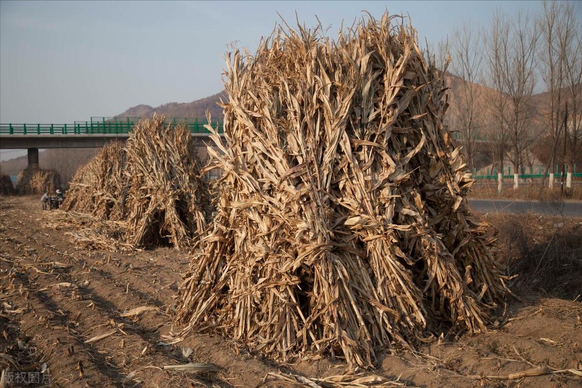 城管处置春耕焚烧秸秆,春耕焚烧秸秆的利弊