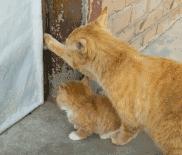 猫妈妈带娃累了咋办,如何帮助猫妈带小猫