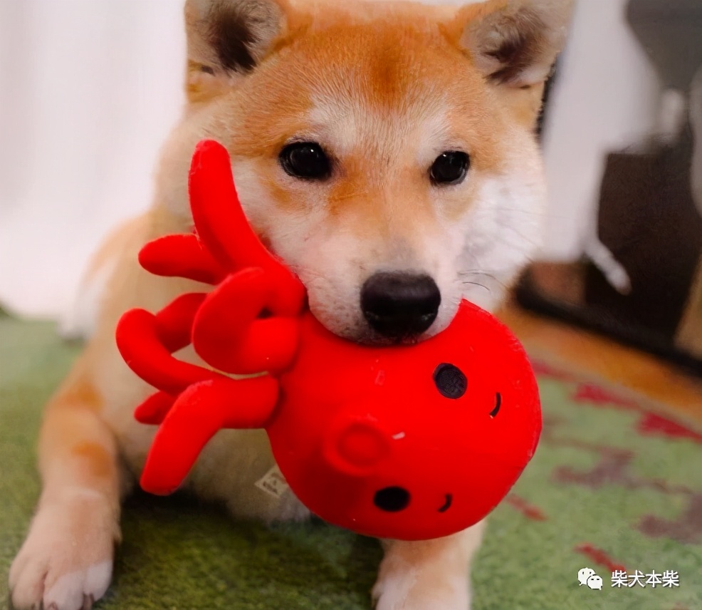 成年柴犬尾巴突然下垂不给碰,柴犬幼犬为什么耳朵又大又下垂
