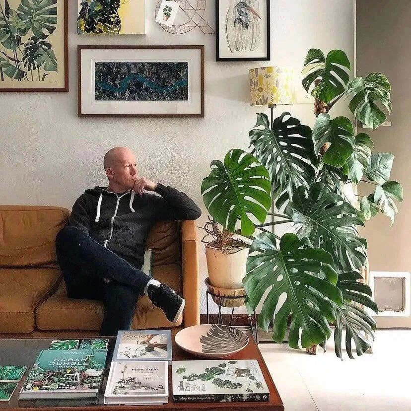 家养五种植物,家养绿叶花卉大全