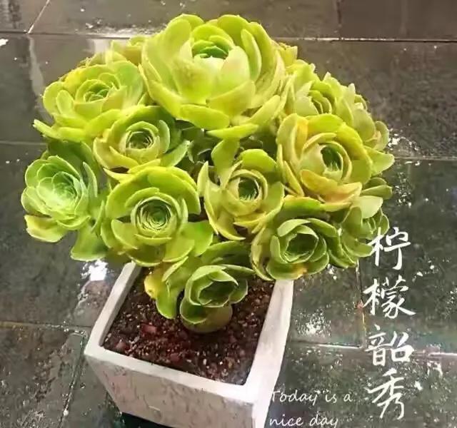 多肉法师韶羞现在能摘心吗,韶羞法师和荷兰玫瑰法师的区别