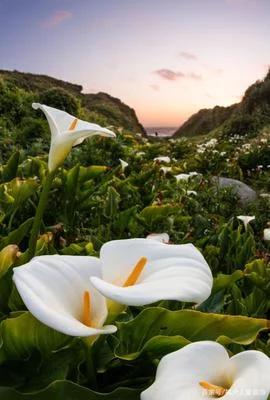 马蹄莲要醒花吗,马蹄莲一年开一次花