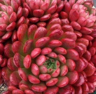 多肉服盆后怎么全褪色了,多肉彩虹糖颜色容易褪色