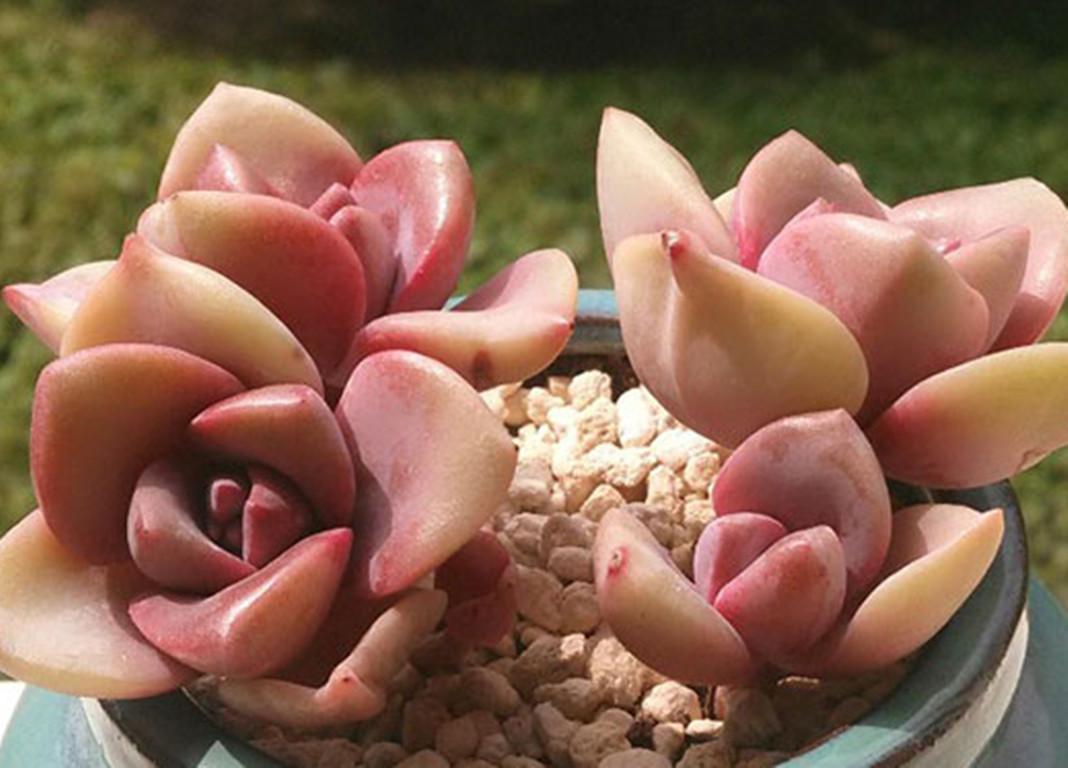 买的多肉一直不到货怎么办,多肉买来一个多月了不长根怎么办