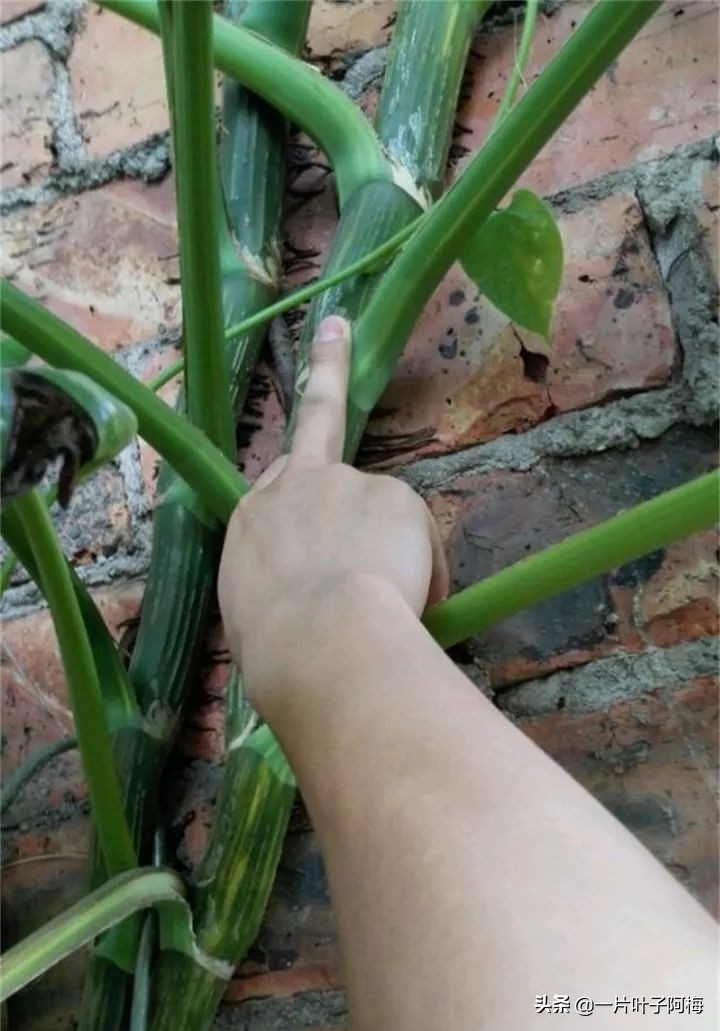 绿萝为什么叶子越来越小,绿萝为啥叶子越养越小