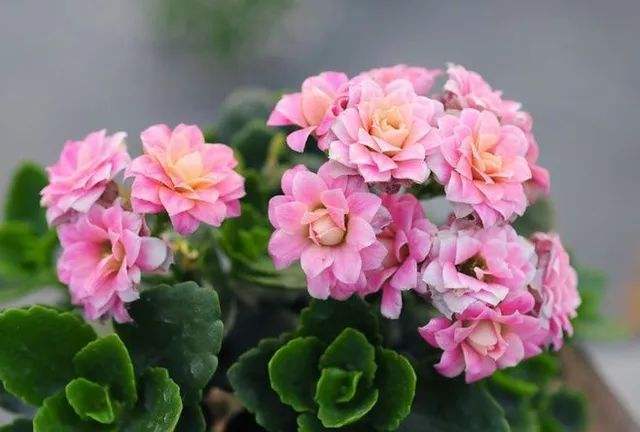 搬家买什么花草吉利,搬家入宅适合买什么花