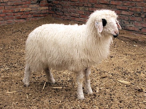 宁夏十大特产农产品,宁夏十大特产面