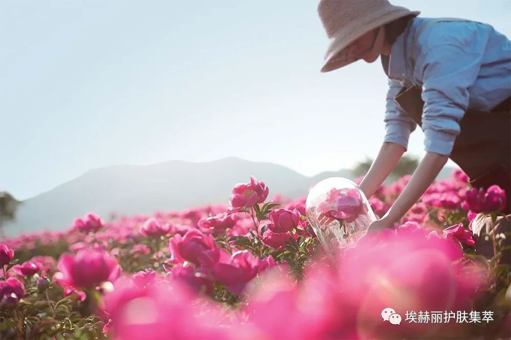 大马士革玫瑰精粹油,里美大马士革玫瑰精华油