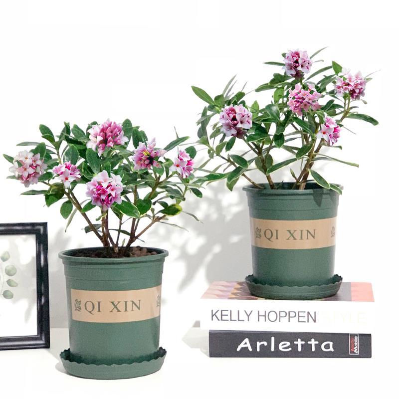 瑞香花与金边瑞香花谁香,好看的金边牡丹花