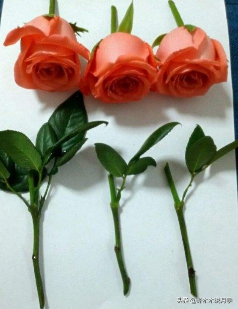 月季扦插长出愈伤组织后多久生根,如何判断月季是根瘤还是愈合组织