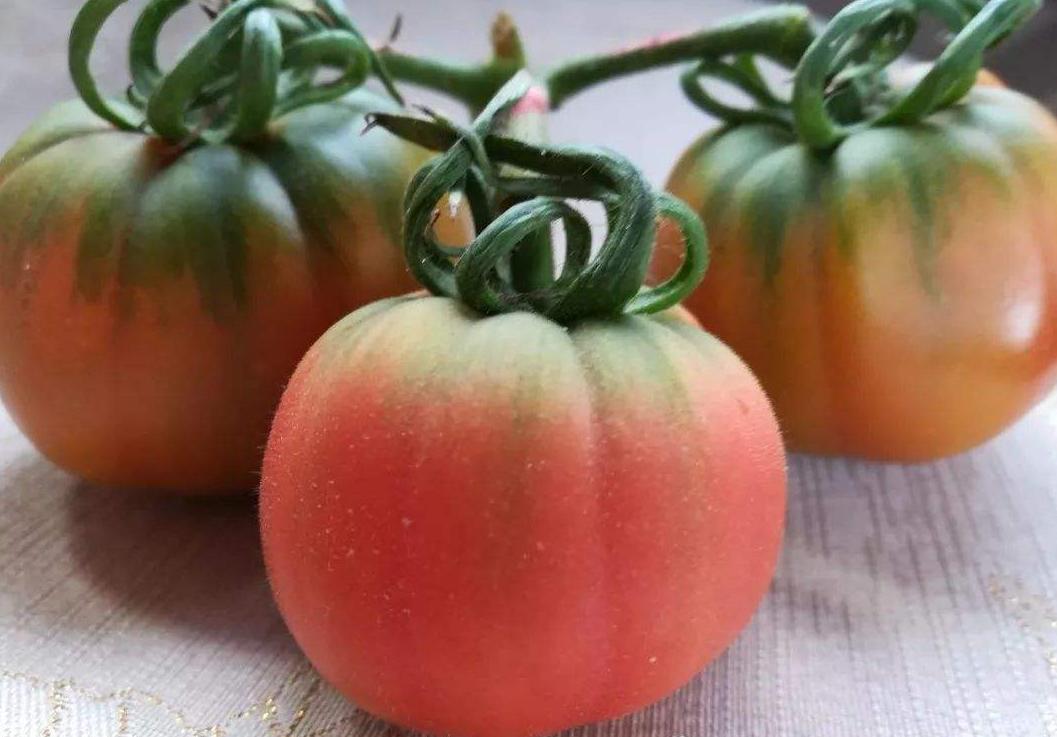 生吃西红柿番茄红素能吸收吗,西红柿怎么样营养价值才高