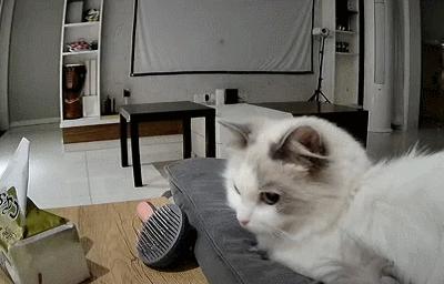 俄罗斯猫敢惹吗,俄罗斯猫有多凶猛