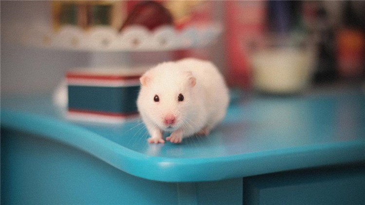 仓鼠伪冬眠24个小时了还能复活吗,仓鼠为什么会伪冬眠