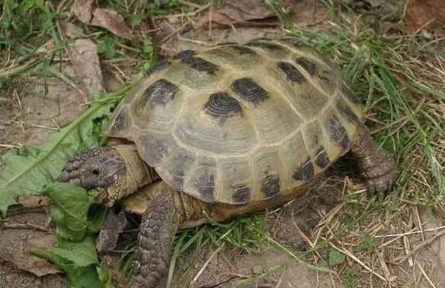 世界陆龟图鉴,世界稀有物种陆龟