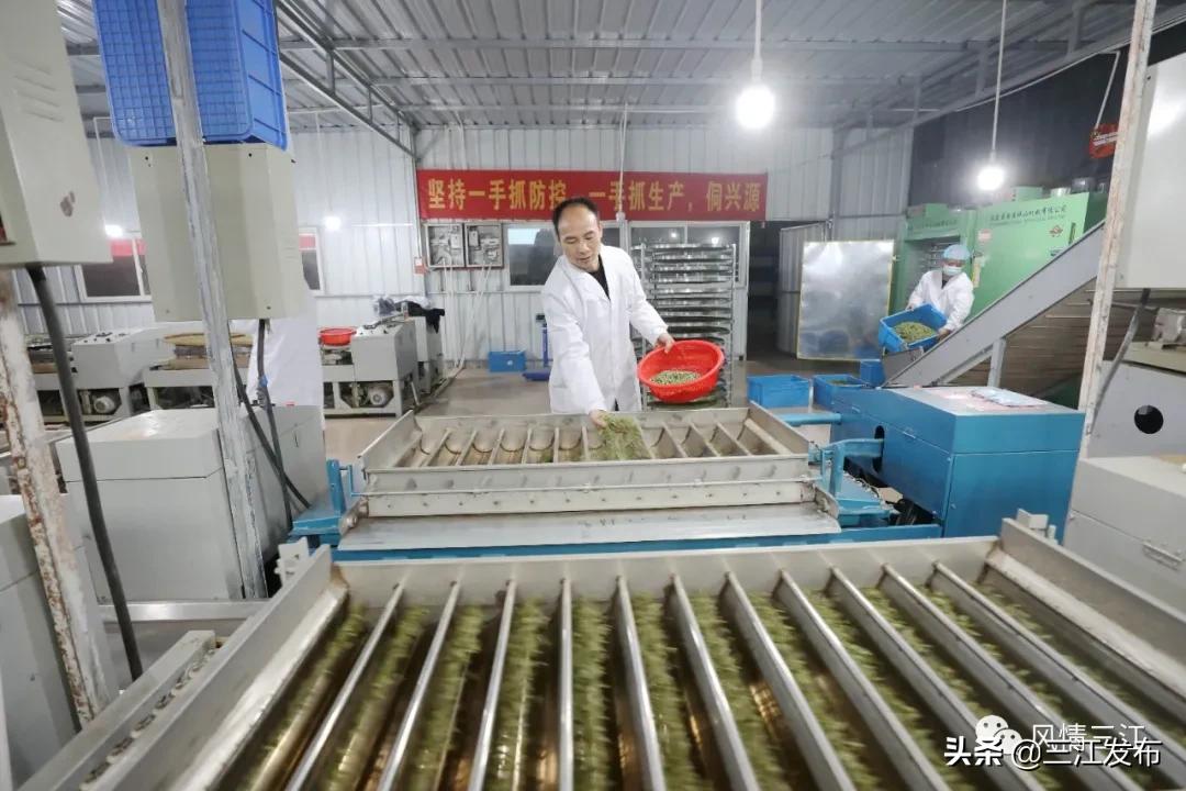 侗乡赶制早春茶,春茶上市喝真茶还是套路