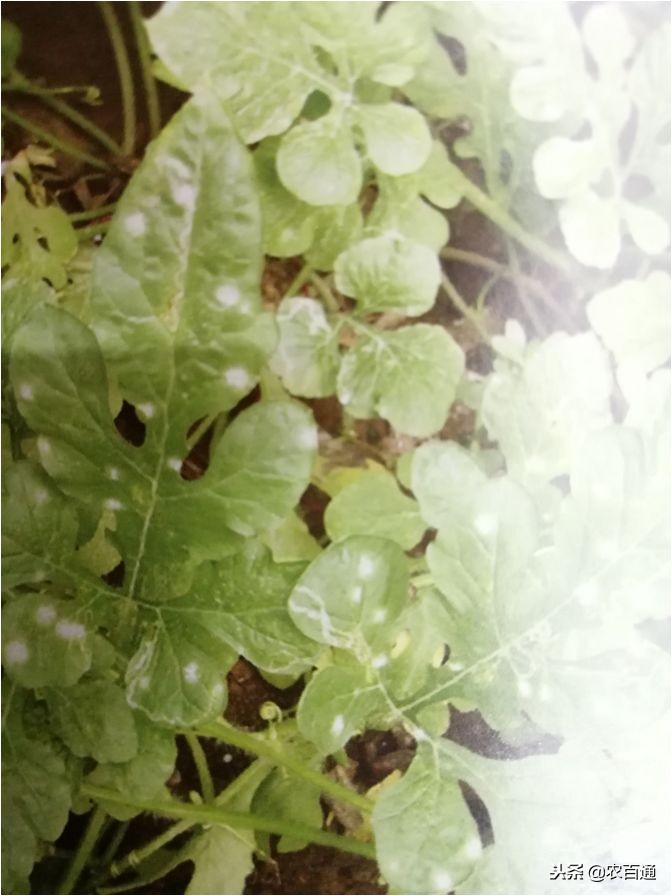 西瓜下雨之前打什么药防治病害,西瓜幼苗病害的各种症状图片