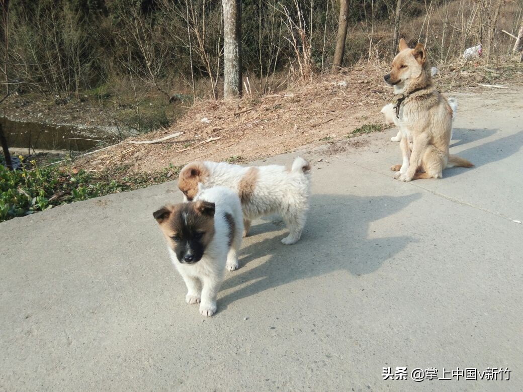 掌上中国之“思语家的小狗”