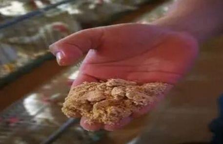 蛋鸡霉菌侵害生殖系统怎么治疗,蛋鸡养殖中霉菌毒素的危害和治疗