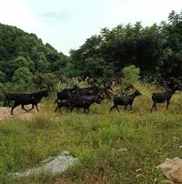 四川山羊养殖技术,黄牛的养殖技术