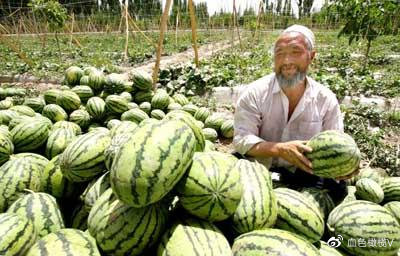 盘点十大新疆的特产,新疆有哪些受欢迎的水果