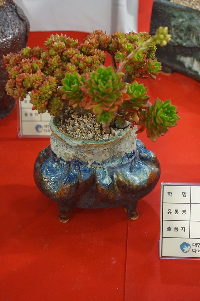 多肉欣赏韩国多肉,多肉欣赏秀妍