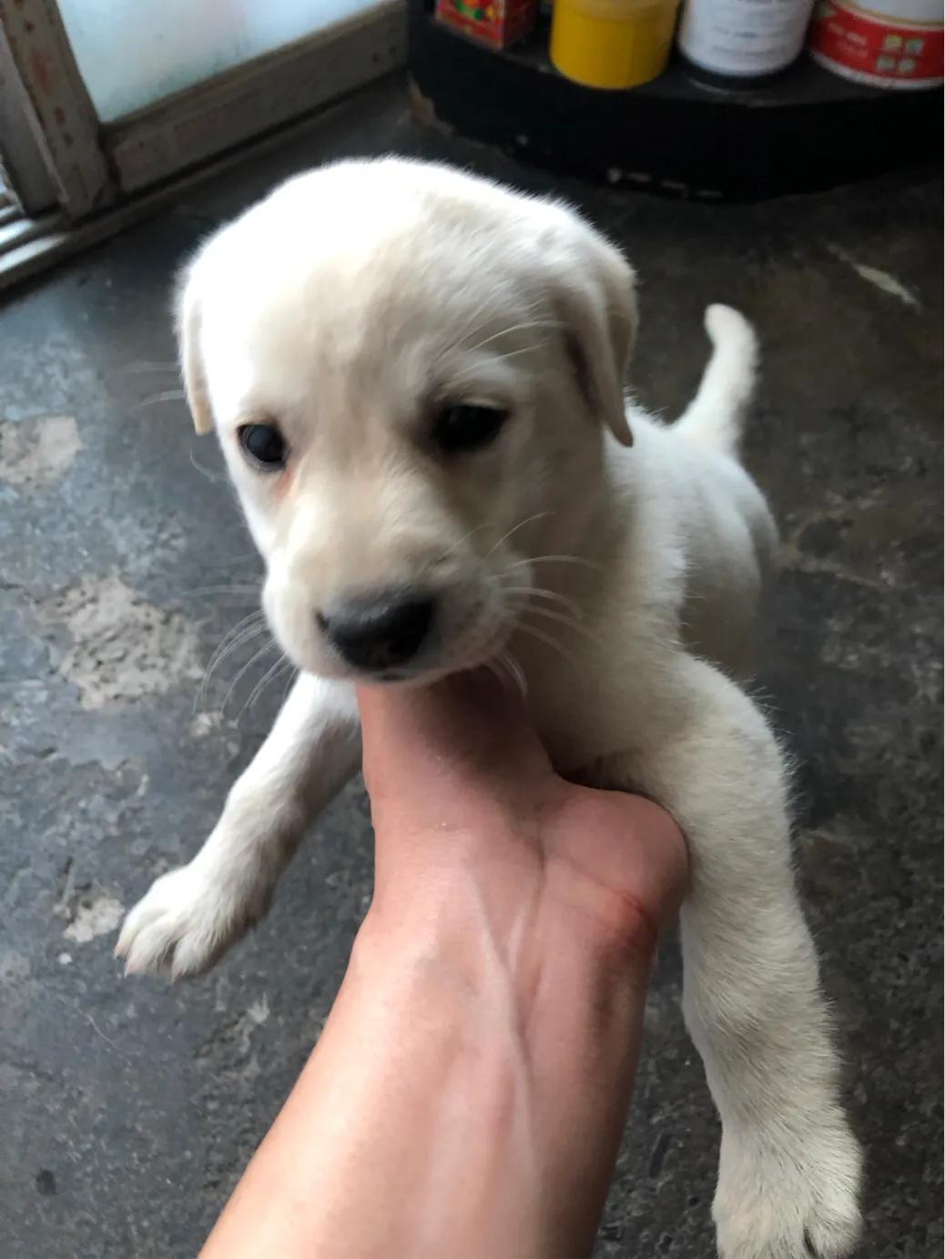 狗狗得细小医院治多少钱,狗狗细小去医院治疗治愈率高吗