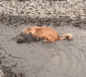 金毛犬忠诚到什么程度,金毛犬的魅力有多可怕